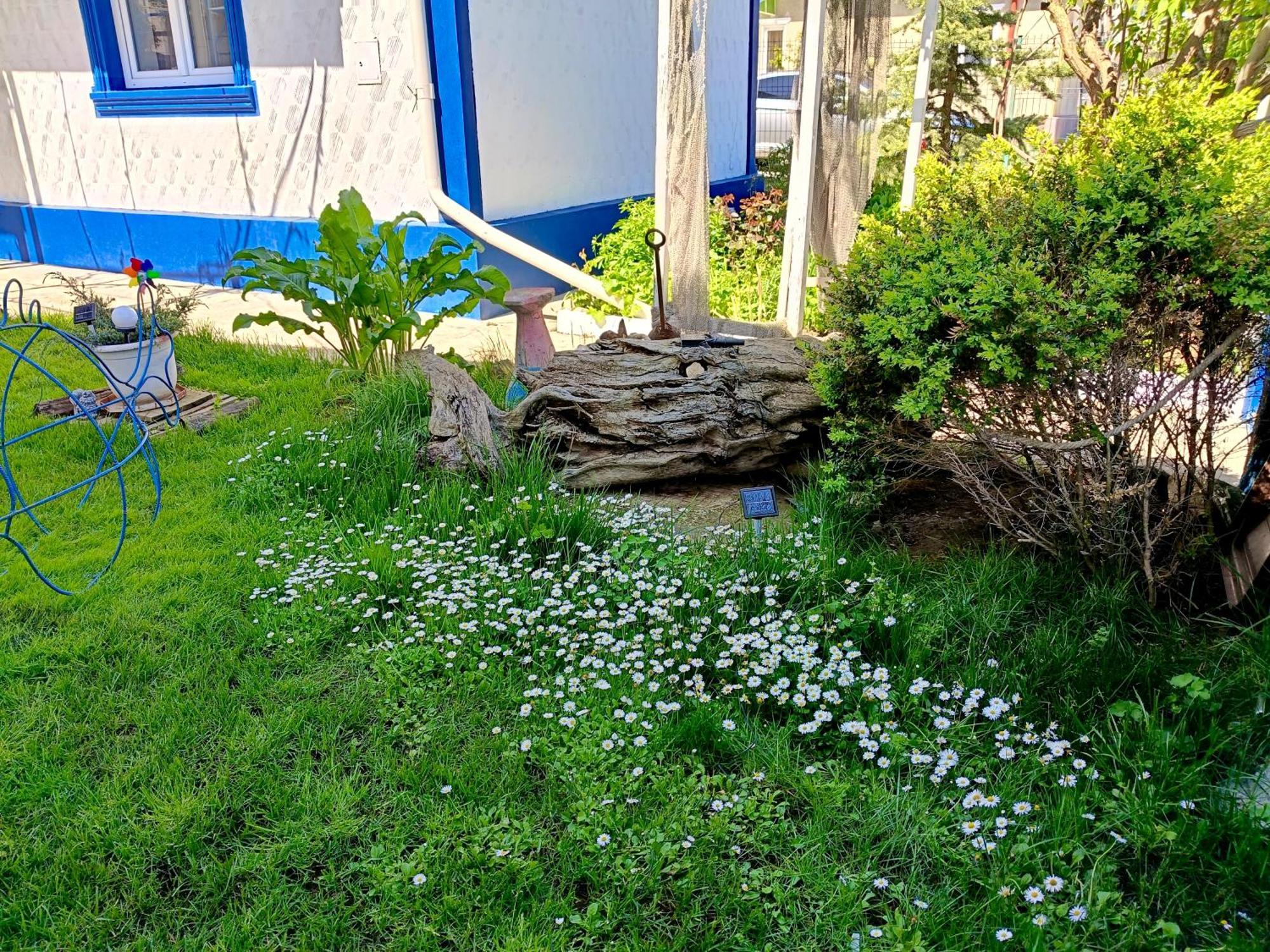 Casa Babica Guesthouse Costinesti Esterno foto